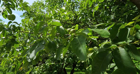 Common walnut trees, Dordogne, France alt
