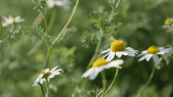 Fields of Matricaria recutita plant 4K 2160p 30fps UltraHD footage - Close-up of common Chamomile sp alt