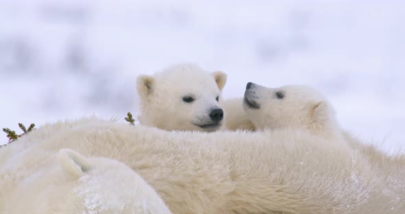 Extreme close up of Polar Bear cub sleeping on top of sow. One cub is looking up and the other raise alt