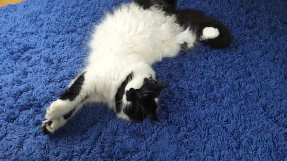 Sleeping Black White Cat at Home
