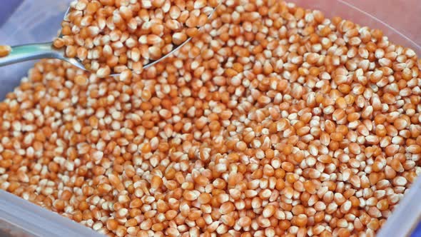 Grains of a Special Kind of Corn alt