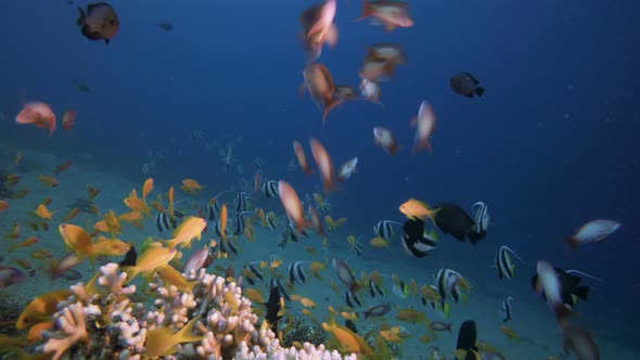 Underwater Fish on Vibrant Coral Garden alt