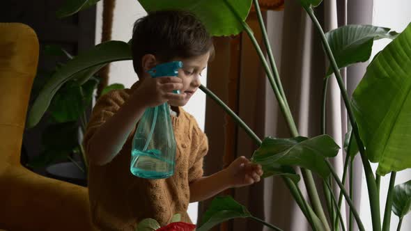 Little boy spraying plants at home