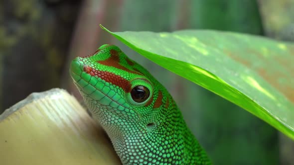 Crimson Giant Day Gecko under leaf turning head alt