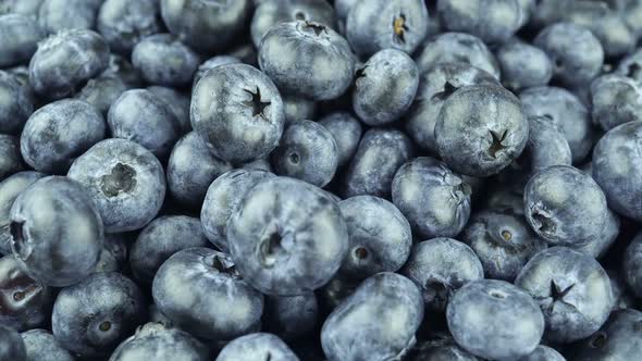 Fresh Common Blueberry A Type Of Deciduous Shrub.