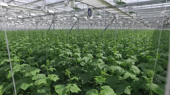 Greenhouse and cucumbers