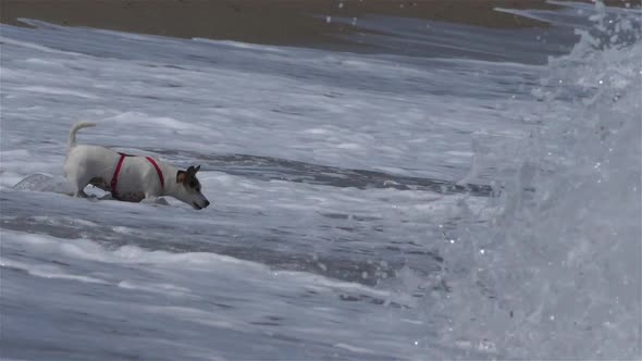 Waves on the beach at Argeles sur mer, Pyrenées Orientales, France alt