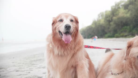 Family Golden retriever dogs resting on the beach in the morning