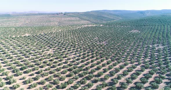 Olive trees orchard on sunny day alt