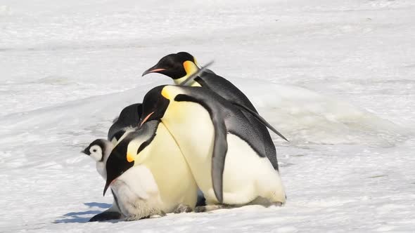 Emperor Penguins at Snow Hill Antarctica 2018