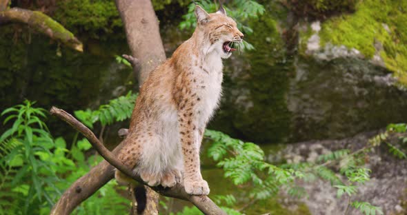 Lynx Yawning While Sitting on Tree in Forest