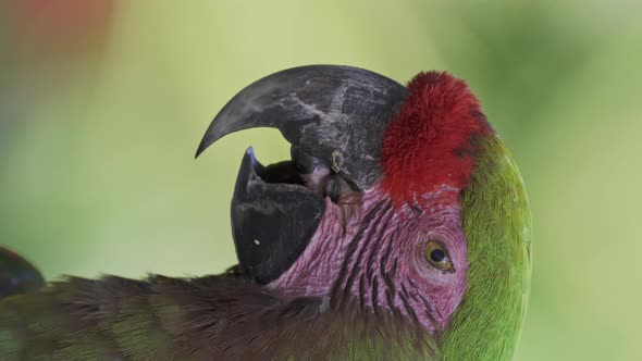 Close up vertical video of a red-fronted macawing its tongue with its beak open while resting in nat alt