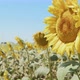 Beautiful Natural Plant Sunflower In Sunflower Field In Sunny Day 18 - VideoHive Item for Sale