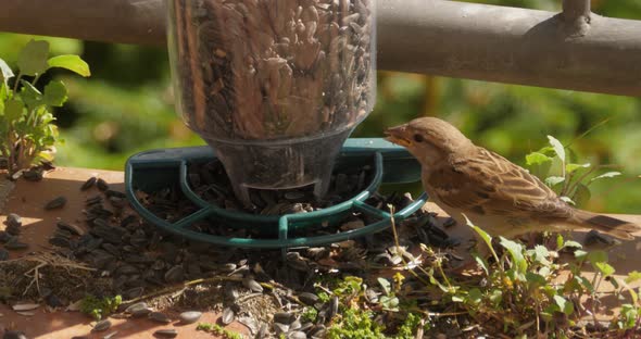 Sparrow feeding on bird feeder on the balcony