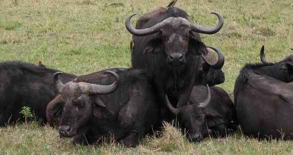 African Buffalo, syncerus caffer, Group resting, Masai Mara Park in Kenya, Real Time 4K alt