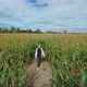 A Middle-aged Woman Got Lost in a Corn Maze Trying To Find the Right Way - VideoHive Item for Sale