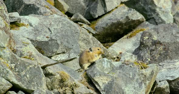 A pika sitting on the rocks and eating a leaf in Bella Coola. alt