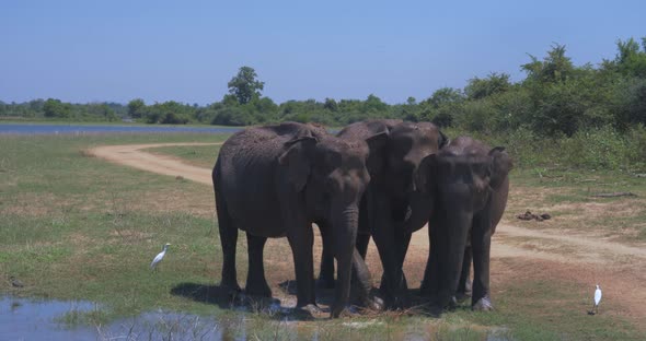 Elephants Splashing Mud in the National Park of Sri Lanka