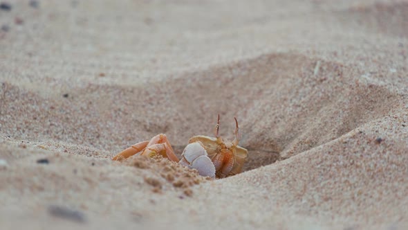 Close Up of Wild Crab Hiding in Sand Hole on Sea Beach alt