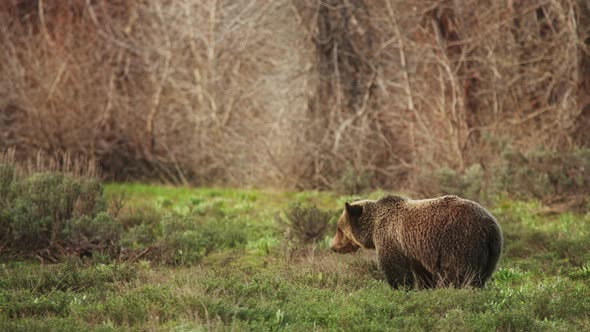Brown Grizzly Bear Wildlife Conservation in Yelowstone National Park USA alt