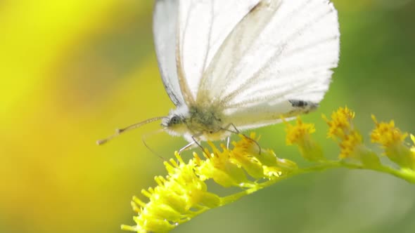 Pieris Brassicae the Large White Butterfly Also Called Cabbage Butterfly alt