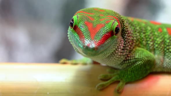 Macro view of giant day gecko as it slowly moves its eyes and head alt