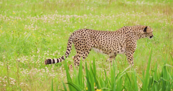 Cheetah Looking Around While Walking on Field alt