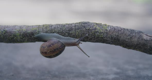 Closeup of a snail as it crawls upside down, left to right along a lichen covered branch. alt