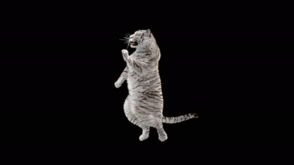 White Tiger Dancing 4K alt