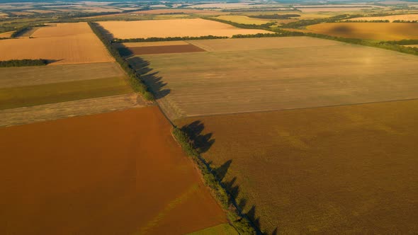 Panoramic Aerial Footage Top View Over Yellow Fields of Corn Wheat and Sunflower in Ukraine Rural alt
