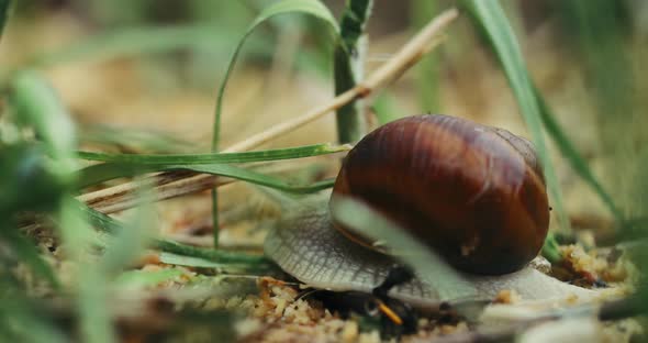 Snail Helix Pomatia Slowly Crawling In Grass alt