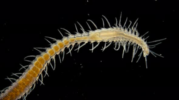 A Sea Ciliary Worm Under A Microscope, Of The Syllidae Family, Differs 