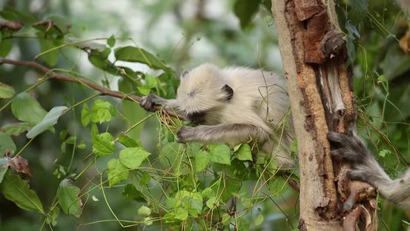 Gray Langur Semnopithecus Also Called Hanuman Langur is a Genus of Old World Monkeys alt