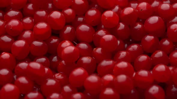 Harvest the red viburnum or guelder rose, texture red berries on background alt