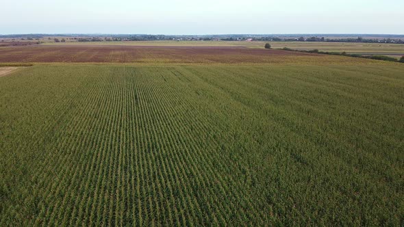 Drone Flying Over a Cornfield Green Agriculture