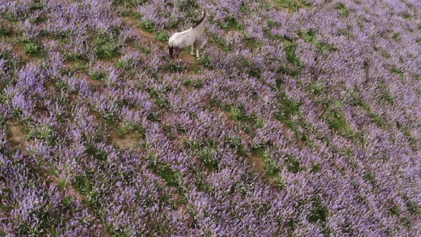 Aerial View From the Top Over a Fabulous Lilaclavender Field with a White Horse