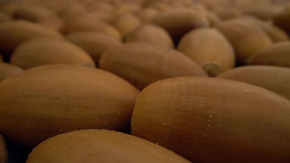 Acorns From an Oak Tree Moving Slowly Over Them in Close Up View alt