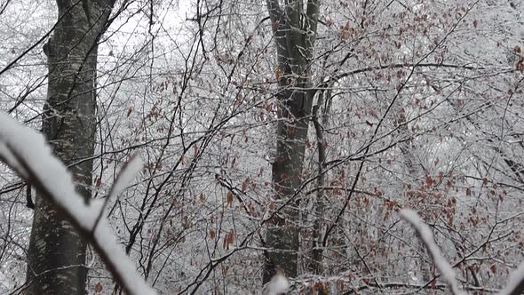 Snowstorm in the forest, in high resolution details like branches and leaves getting covered in snow alt