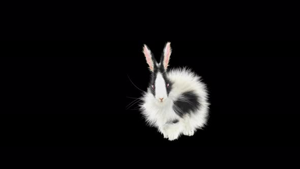 71 Rabbit Standing Sprint Forward 4K alt