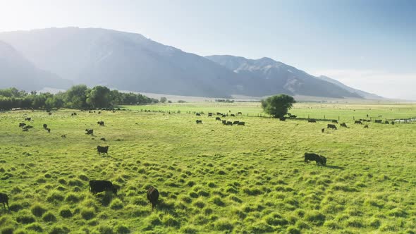 Livestock Farm at Green Meadow Lawn with High Mountains Landscape on Background alt