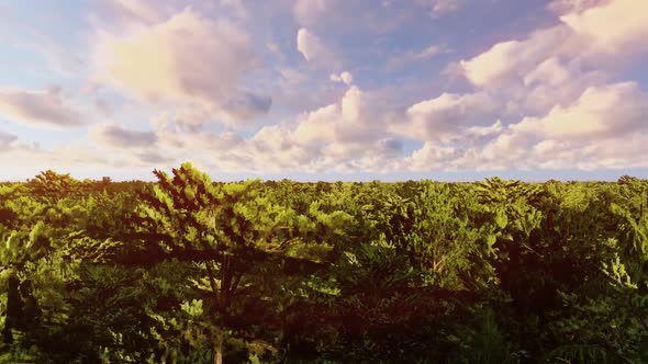 Forest Clouds Time Lapse
