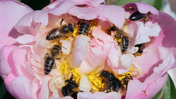 Honey bees and bumblebees collecting nectar and pollen in flower