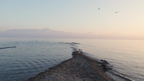 Birds flying on the coast of a lake at sunset alt