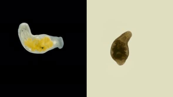 The Flatworm Macrostomum Sp. Under a Microscope, of the Family Macrostomidae alt