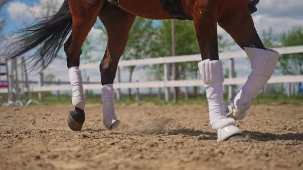Bay Horse Wearing White Stocking For Protection Running Along The Wooden Fence alt