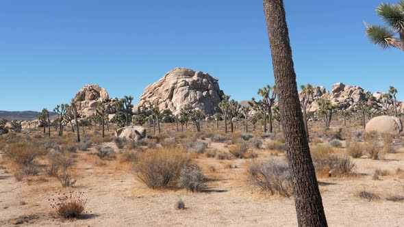 Aerial Motion In American Mojave Desert With Joshua Tree Cactus And Rock Hill alt