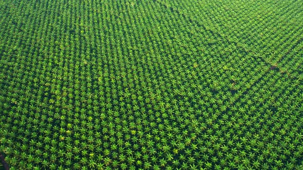 4K : Aerial view over a palm trees. palm plantation alt