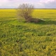 Flying Over The Field With A Yellow Rape Field And Near A Large Tree - VideoHive Item for Sale