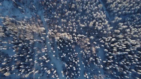 Aerial View of a Winter Forest From a Drone a Huge Forest in the Taiga or Siberia  Landscape Video