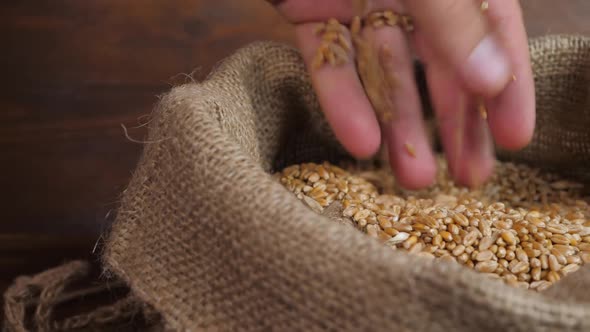 Farmer Hand Touches Wheat Grains in Bindle Bag Sack